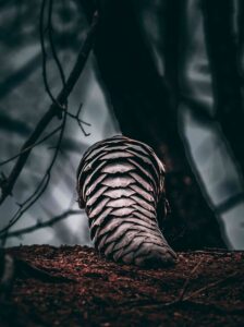 Can Pangolins Walk On Their Hind Legs The Remarkable Bipedal Walk Of