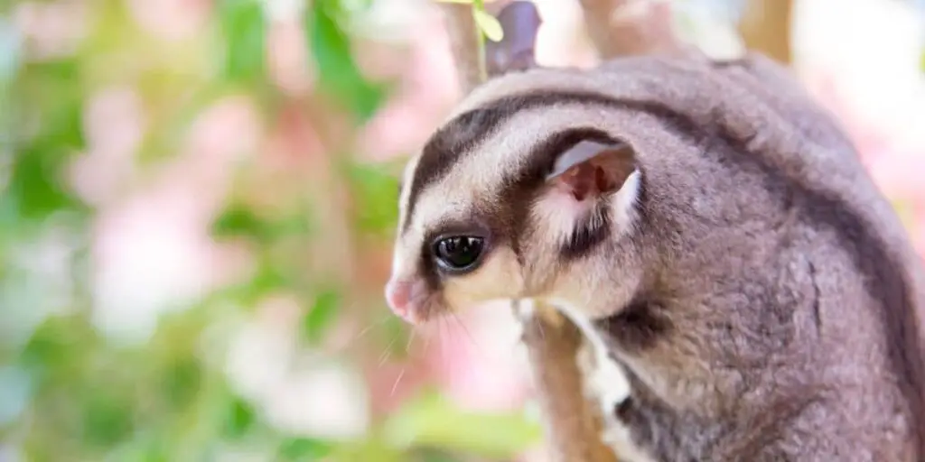 Why Are Sugar Gliders Illegal in California? Find Out Why - Reptiles &  Amphibians