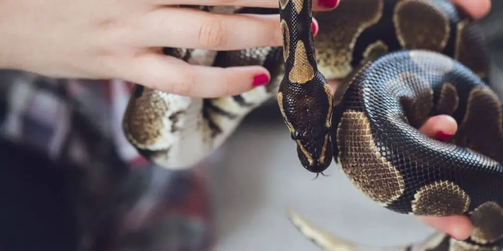 Do Pet Snakes Get Bored or Sad? – Reptiles & Amphibians