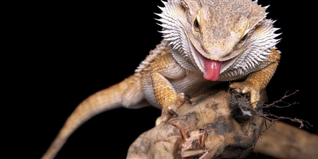 bearded dragon on a branch