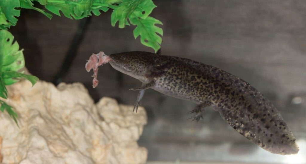 Axolotls Eating