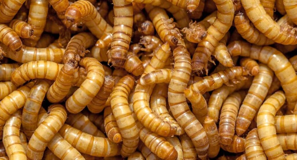 mealworms