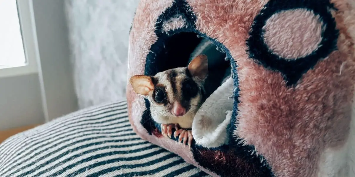 How Do I Stop My Sugar Glider From Smelling?