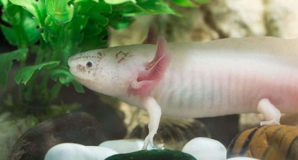 axolotls