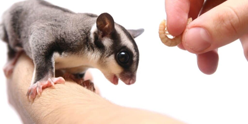 sugar glider eating mealworms