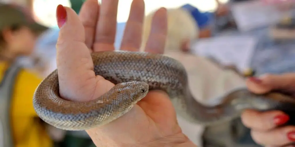 correctly holding a pet snake