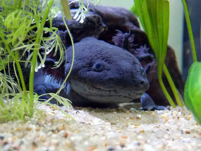 Can Axolotls Eat Vegetables? Or stick to meaty foods?