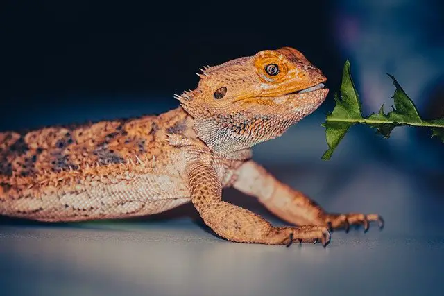 Do Bearded Dragons Have Teeth? We have all the facts