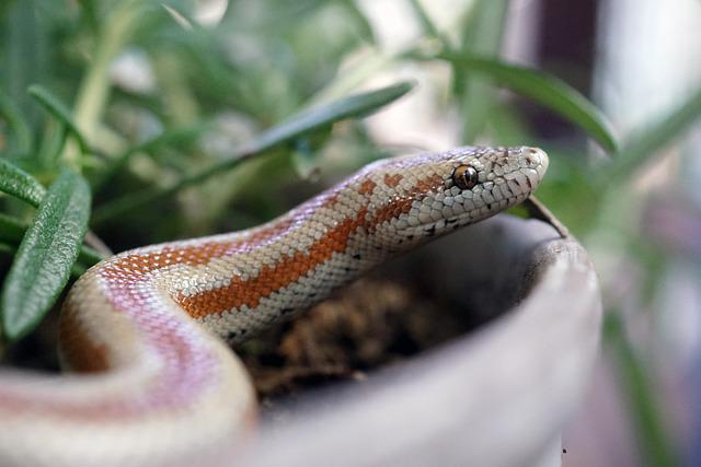 7 Ways to Bond with Your Snake. Get Close to Them