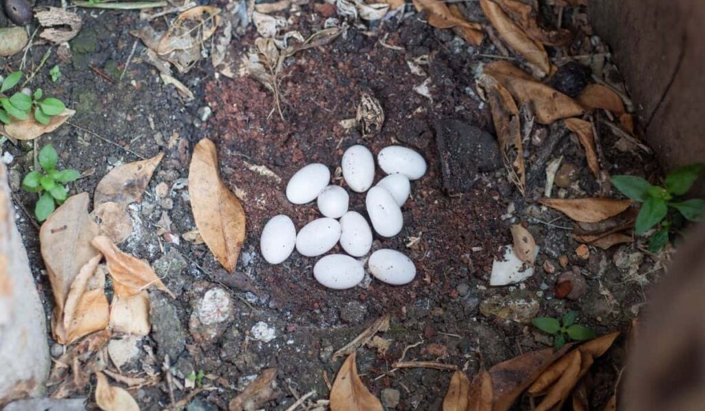 snake eggs