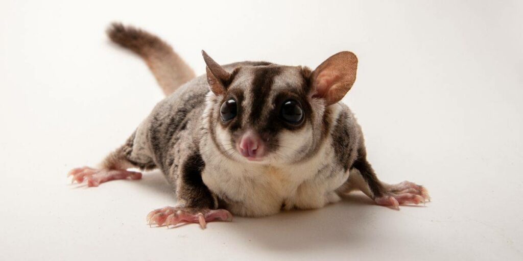 sugar glider