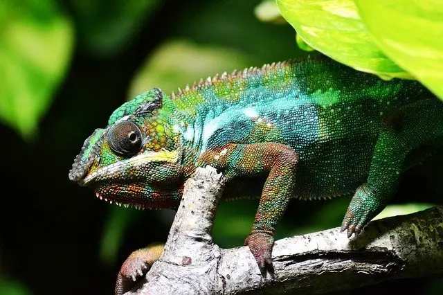 Can a Chameleon Eat a Wasp?