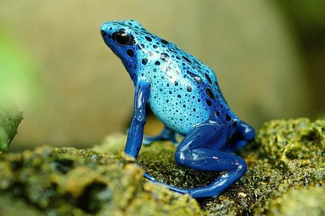 Are Frogs Pansexual? You Will Be Surprised