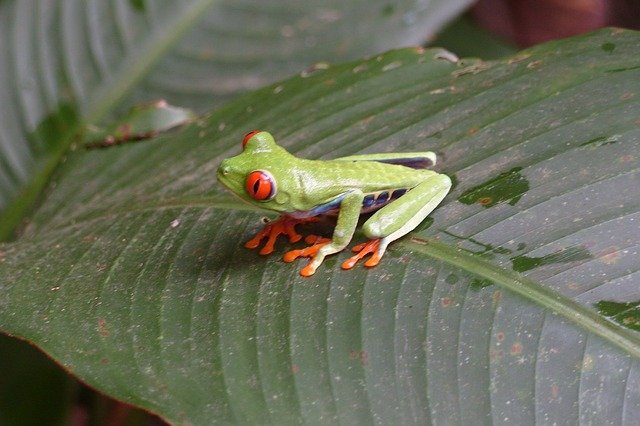 Red-eyed tree frog senses. What you need to know.