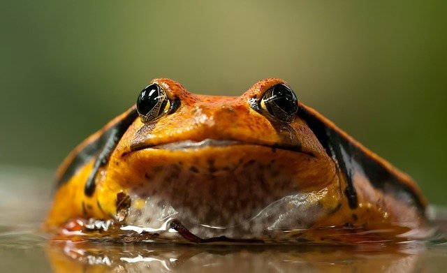 What Toads Make Good Pets The Surprising Answer