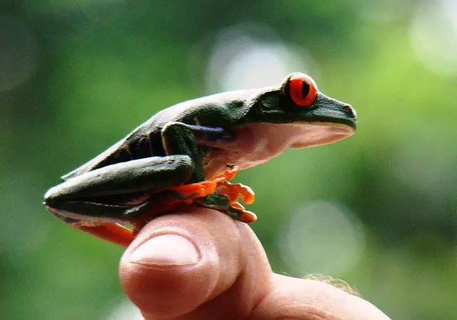 What Eats A Red-Eyed Tree Frog?