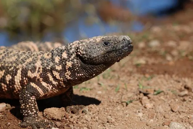 Do Gila Monsters Eat Rabbits. It’s all about quick reflexes