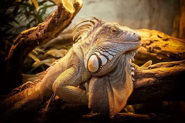 6 Reptiles That Don’t Need to Be Fed Every Day 