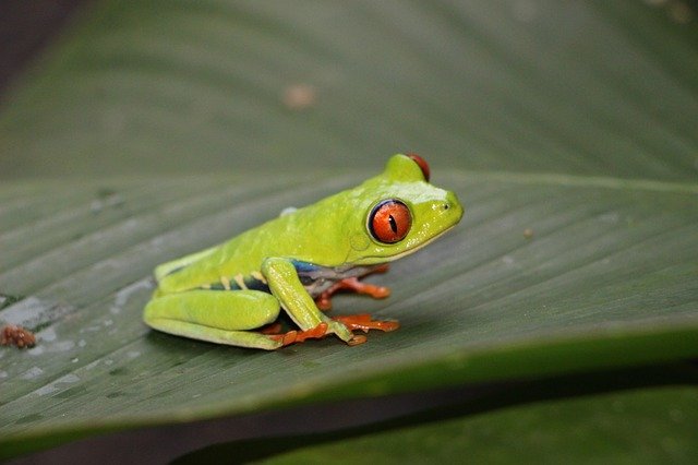 How to have a healthy red-eyed tree frog