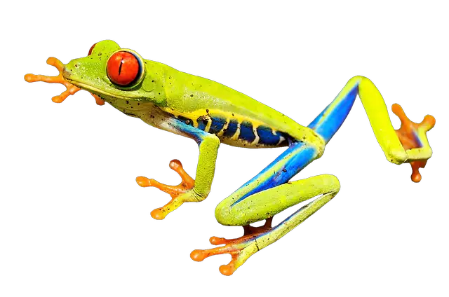 Red-Eyed Tree Frog Feeding Habits: Will They Eat Dead Crickets?