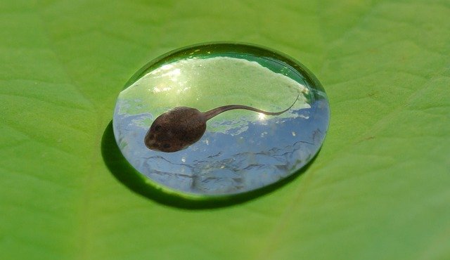 What Are Baby Amphibians Called? Do You Know?
