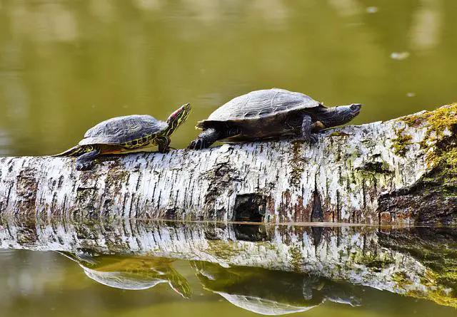 Do Turtles Get Attached to Their Owners? The Surprising Answer