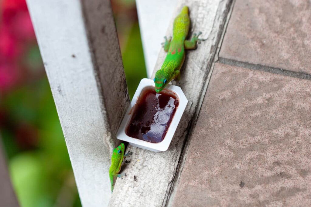 gecko eating human foods