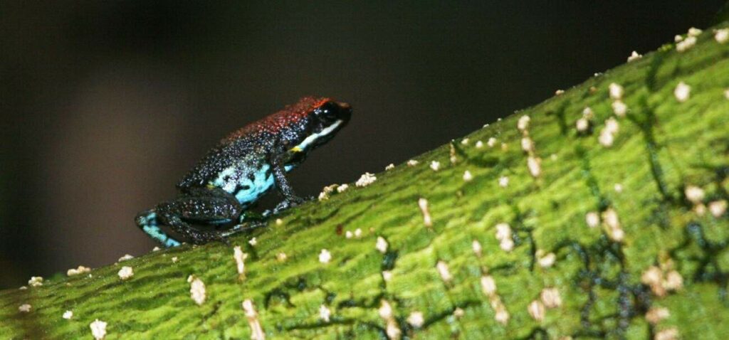 Poisonous tree frog