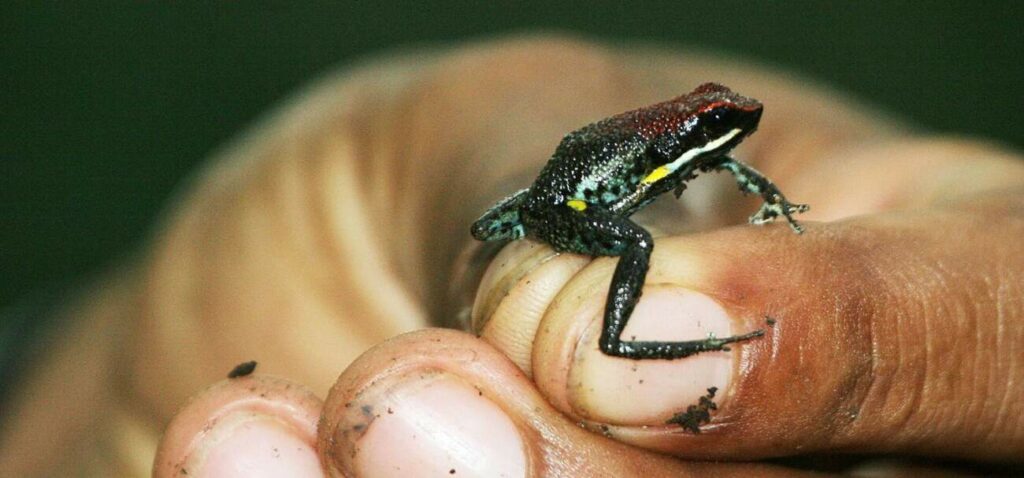 holding a tree frog