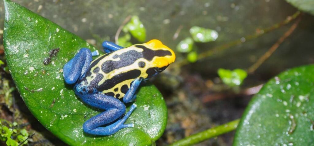 blue tree frog