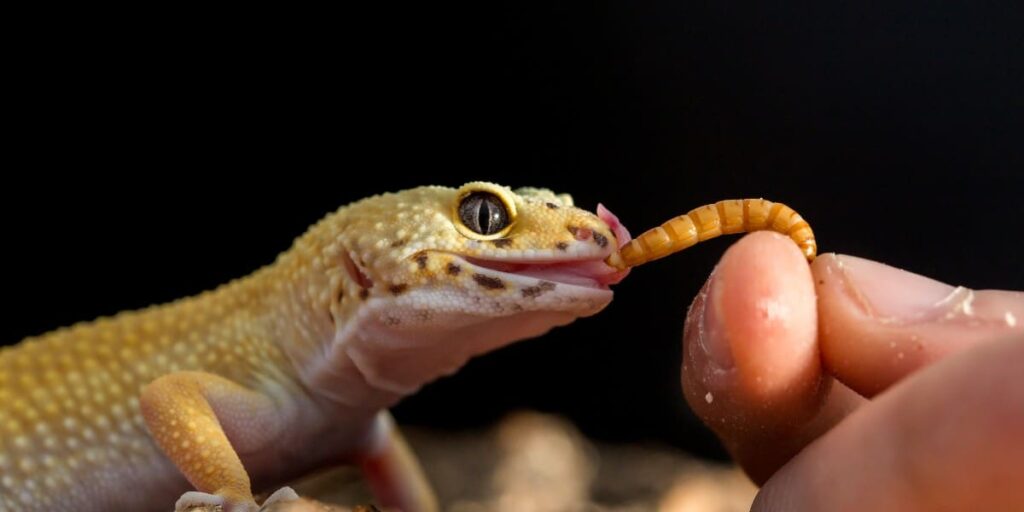 gecko eating meal worms