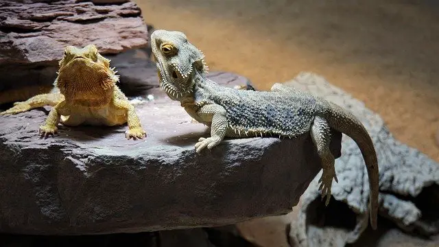 Bearded Dragons: The Basics to Keeping Your Reptile Healthy and Happy