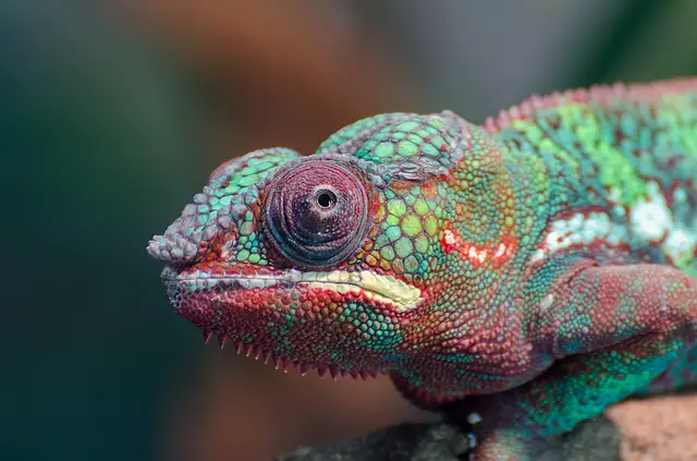 Can Chameleons Eat Dead Insects?