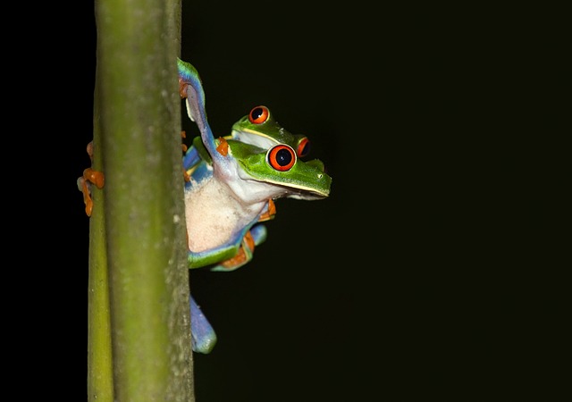 Red-Eyed Tree Frog Adaptation