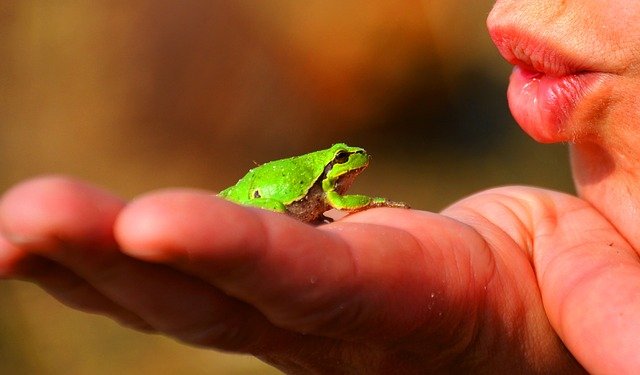 Can Green Tree Frogs Swim?
