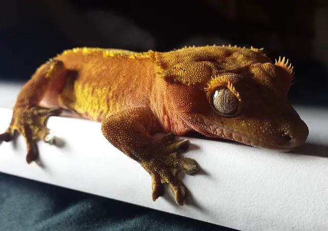 Can Red-Eyed Tree Frogs Live with Crested Geckos