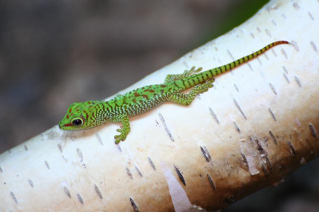What Human Food Can Geckos Eat ( Should they have scraps? )