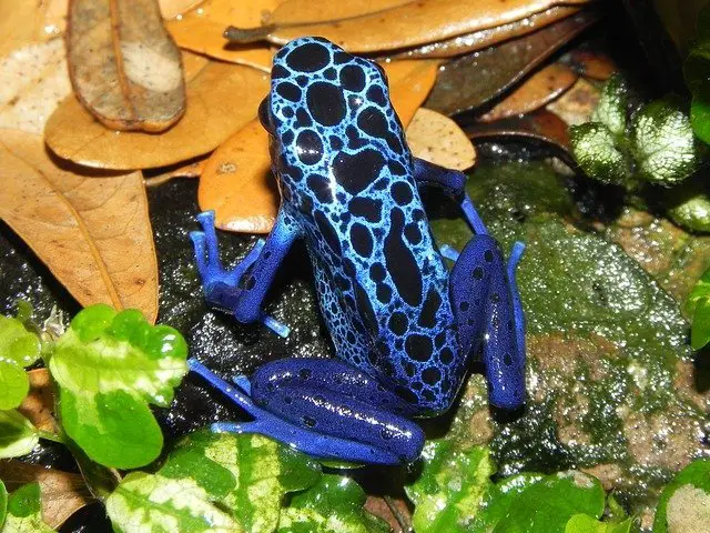 Can red-eyed tree frogs live with dart frogs?