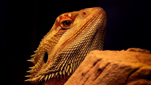 Are Bearded Dragons Easy To Take Care Of?