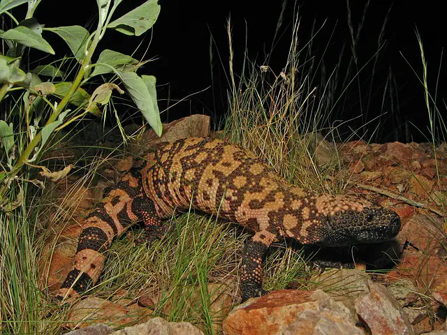 What Do Gila Monsters Eat?