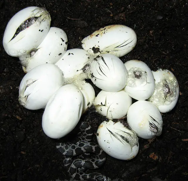 What Do You Do If You Find Snake Eggs In Your Back Yard?