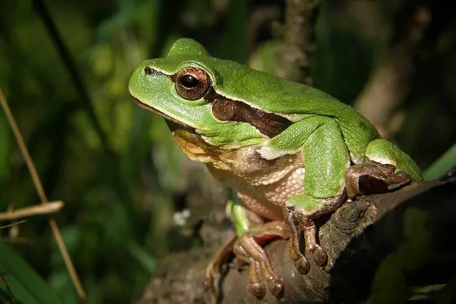 Are Green Tree Frogs Poisonous?
