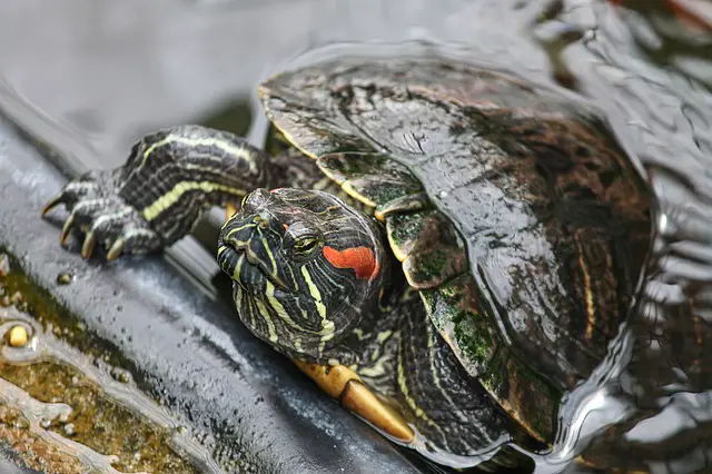 Why Is My Red-Eared Slider Biting the Female?