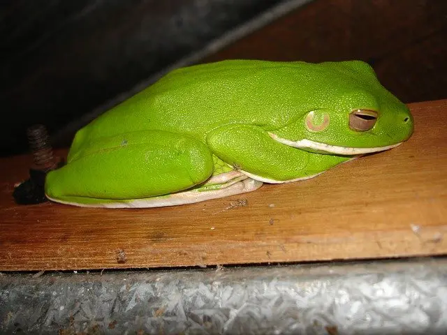 Can Your Red-Eye Tree Frog Live in the Same Tank as Your WhiteTree Frog?