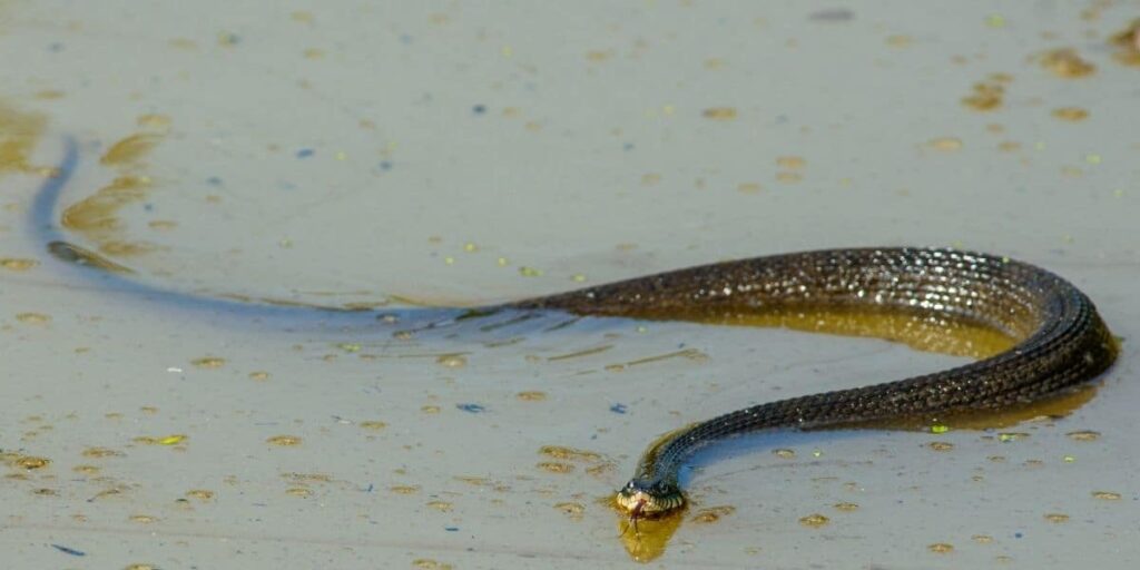 snake swimming in water