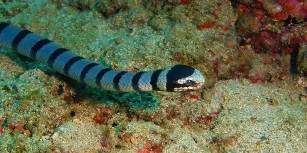 sea snake
