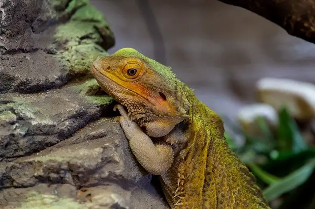Are Frilled Dragons Dangerous?