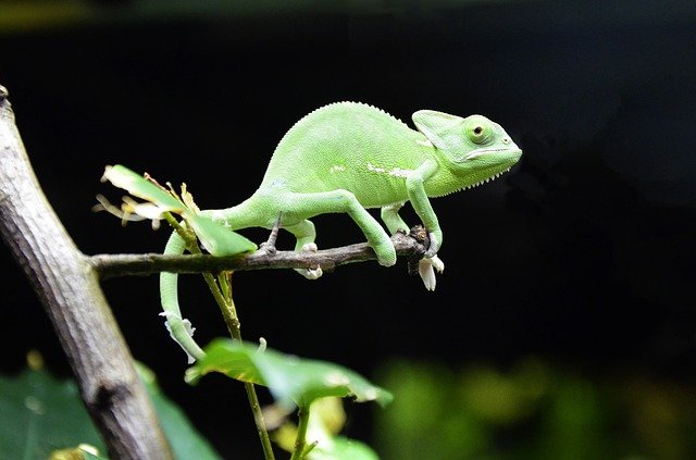 How To Breed Chameleons In Captivity