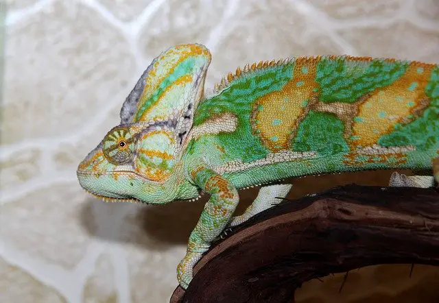 Do Veiled Chameleons like to be Held?