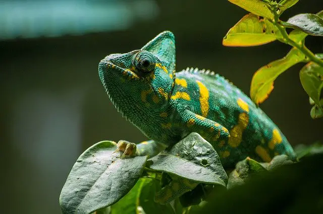 How hot is too hot for a chameleon?